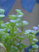 Lade das Bild in den Galerie-Viewer, Caulerpa chemnitzia var. Turbinata (kleine Portion)
