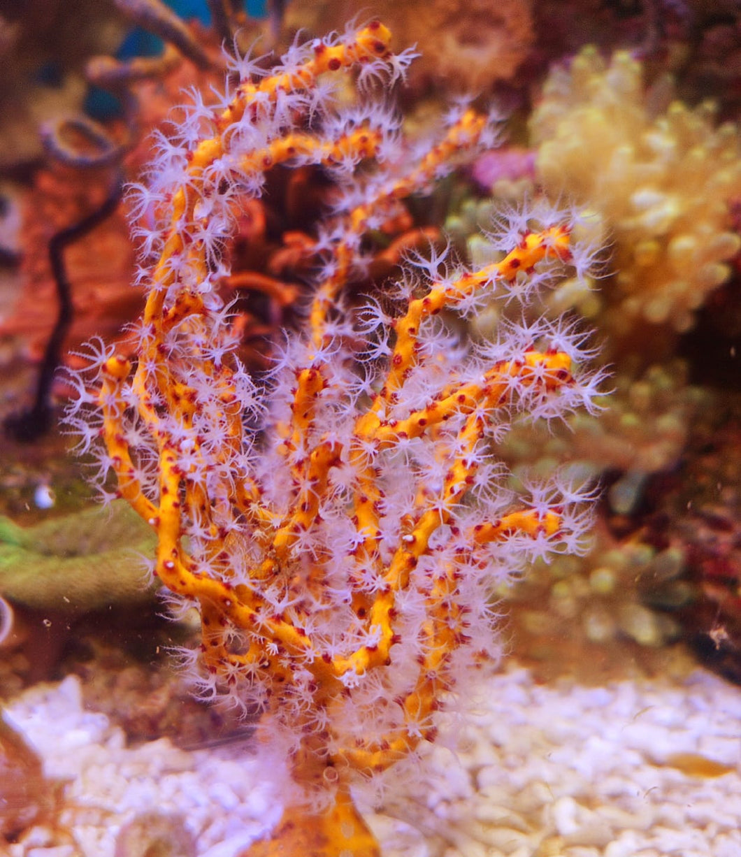 Gorgonie orange mit weissen Polypen RAR!!!