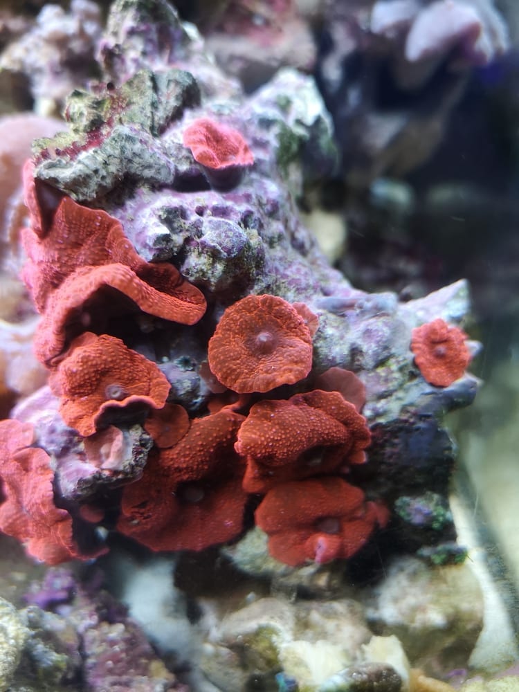 Discosoma sp. rot Scheibenanemone