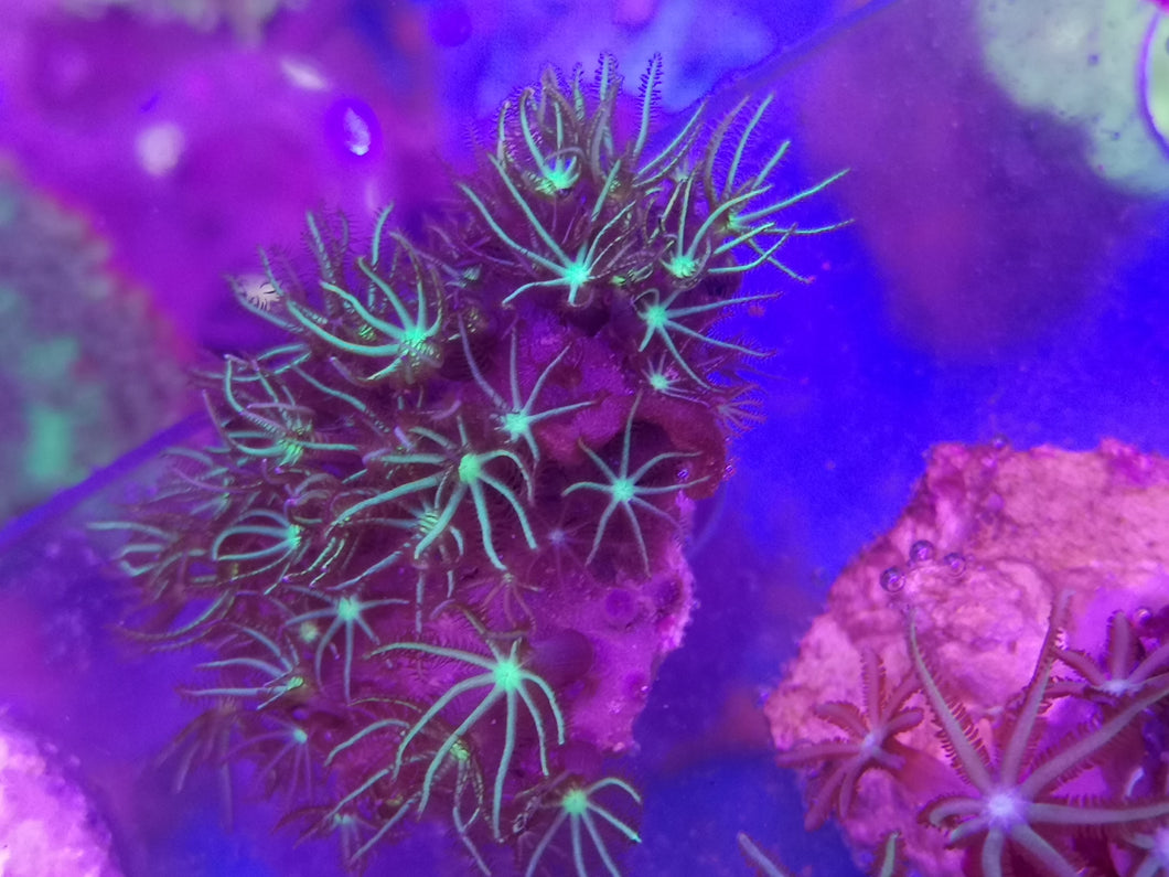  Pachyclavularia Röhrenkoralle