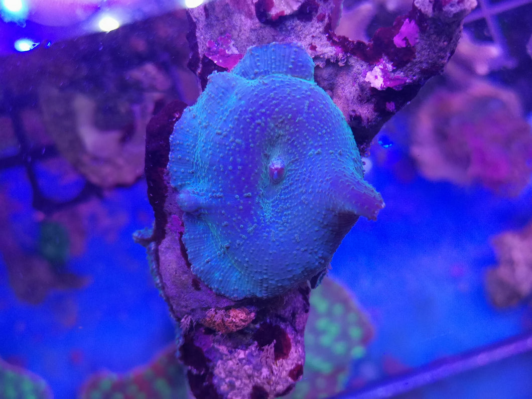 Discosoma sp. blau Scheibenanemone