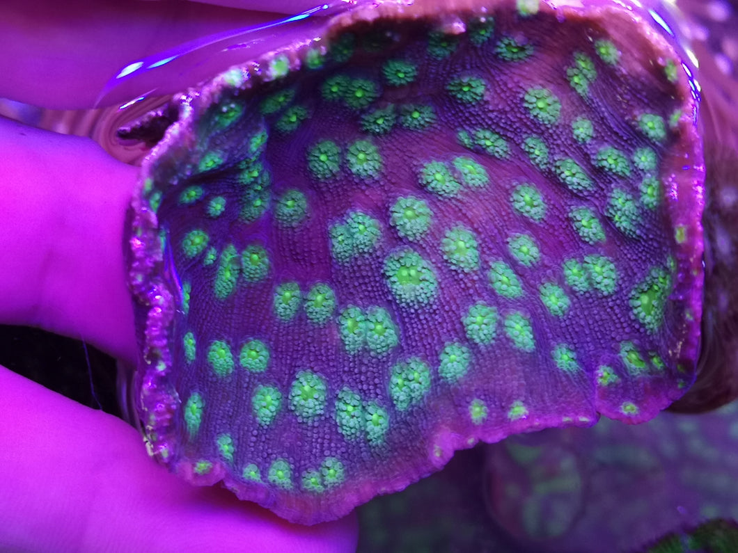 Echinopora lamellosa LPS
