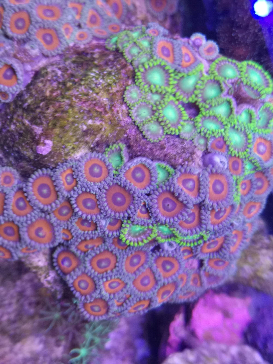 Zoanthus Sp. Mix Rot /Grün