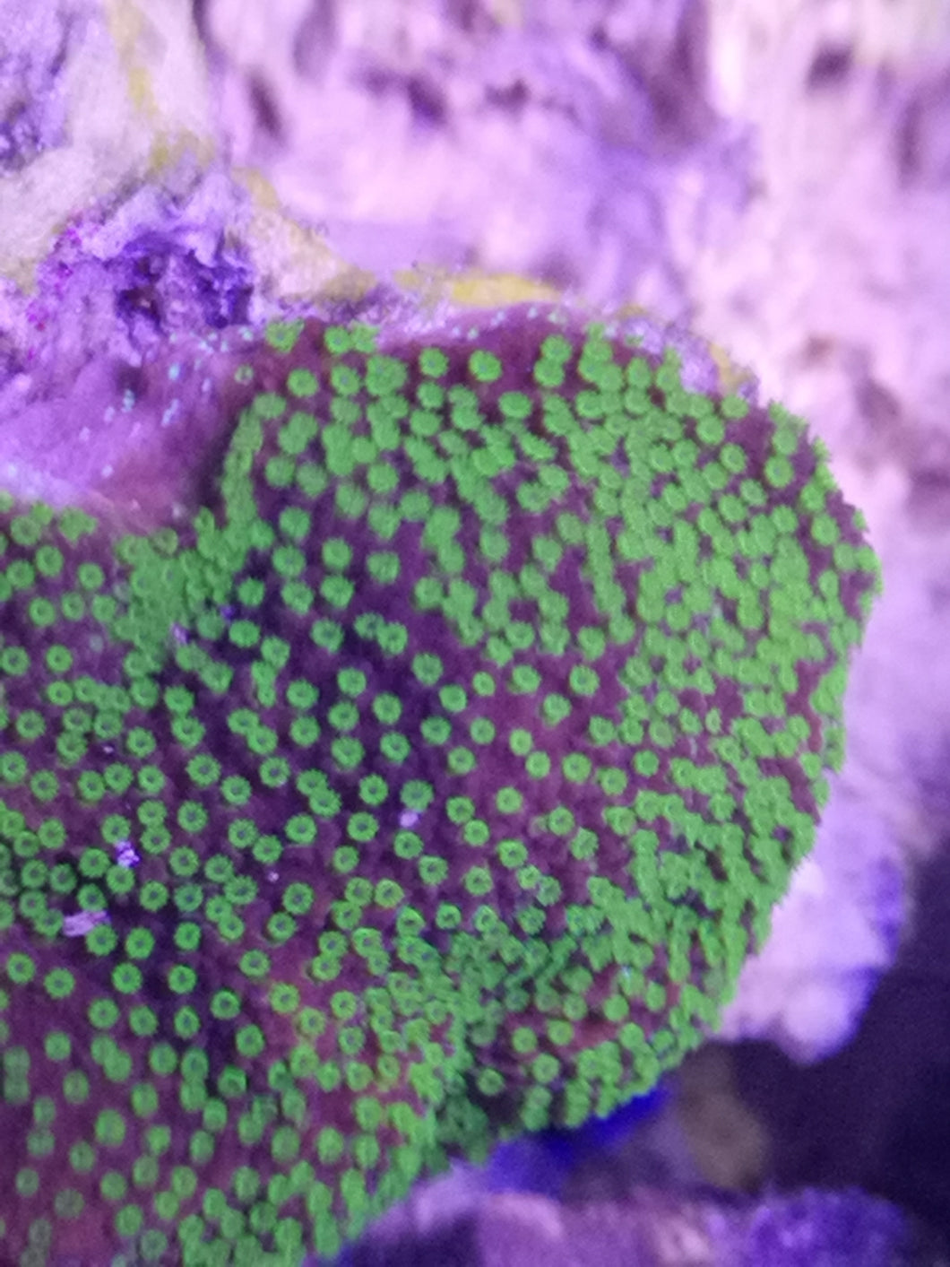 Montipora Hoffmeisteri