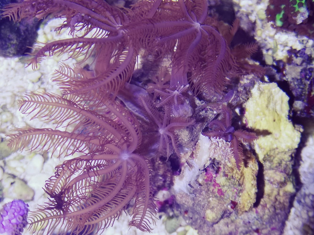 Anthelia Straussenkoralle