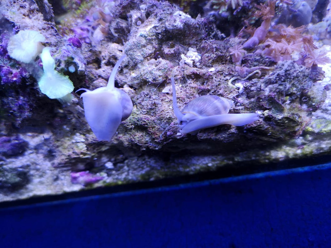 Nassarius Coronatus