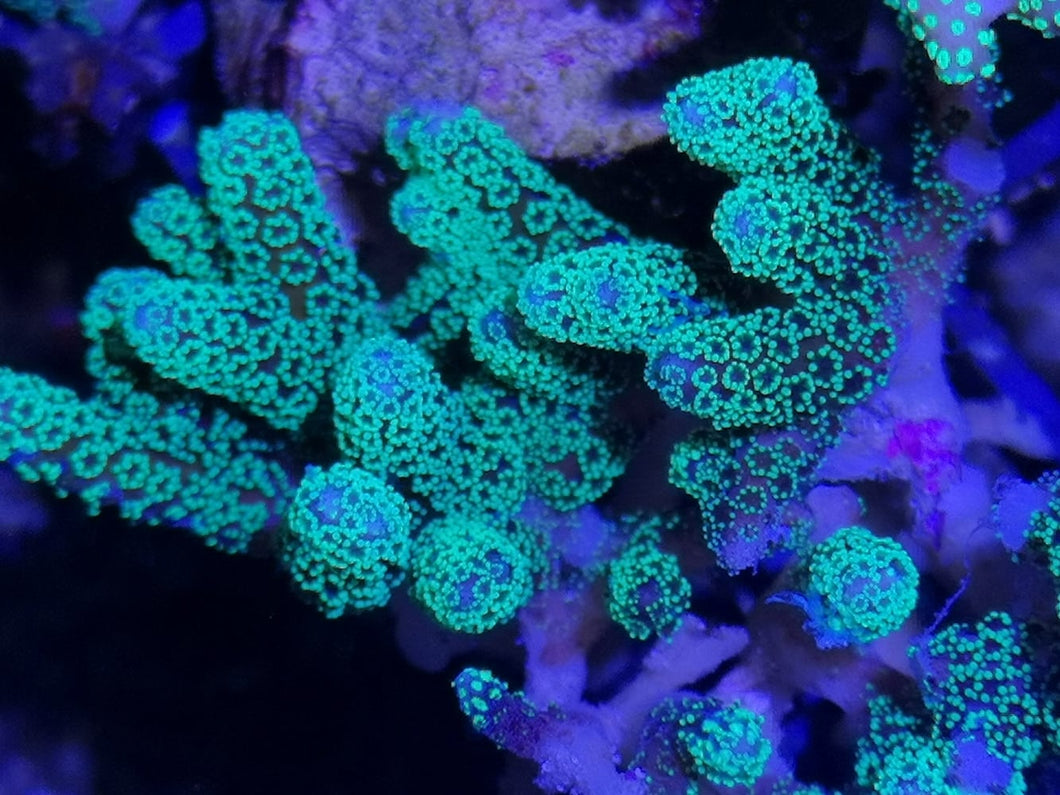 Seriatopora caliendrum