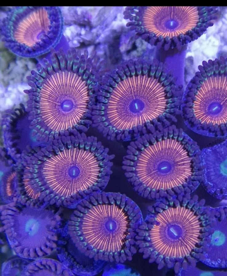 Zoanthus 