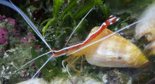 Lade das Bild in den Galerie-Viewer, Lysmata amboinensis - Weissbandputzergarnele
