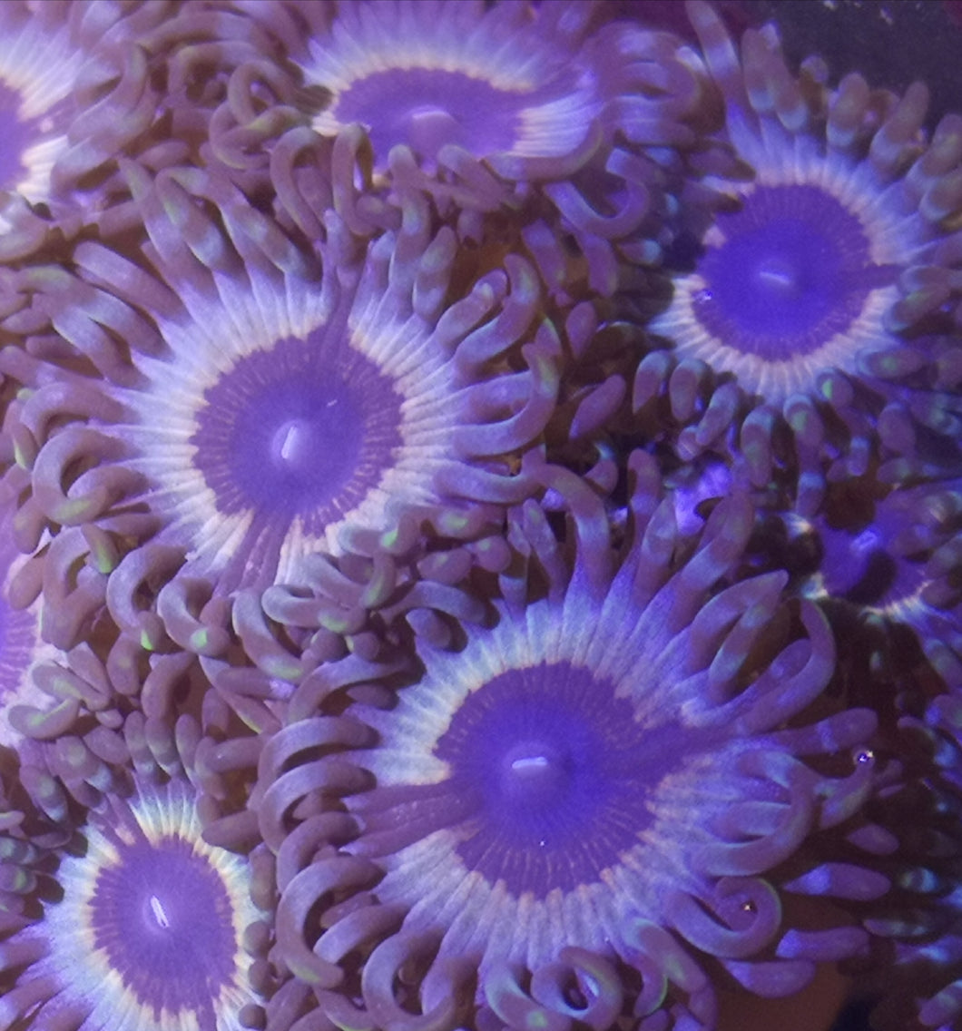 Zoanthus Sonic Flare