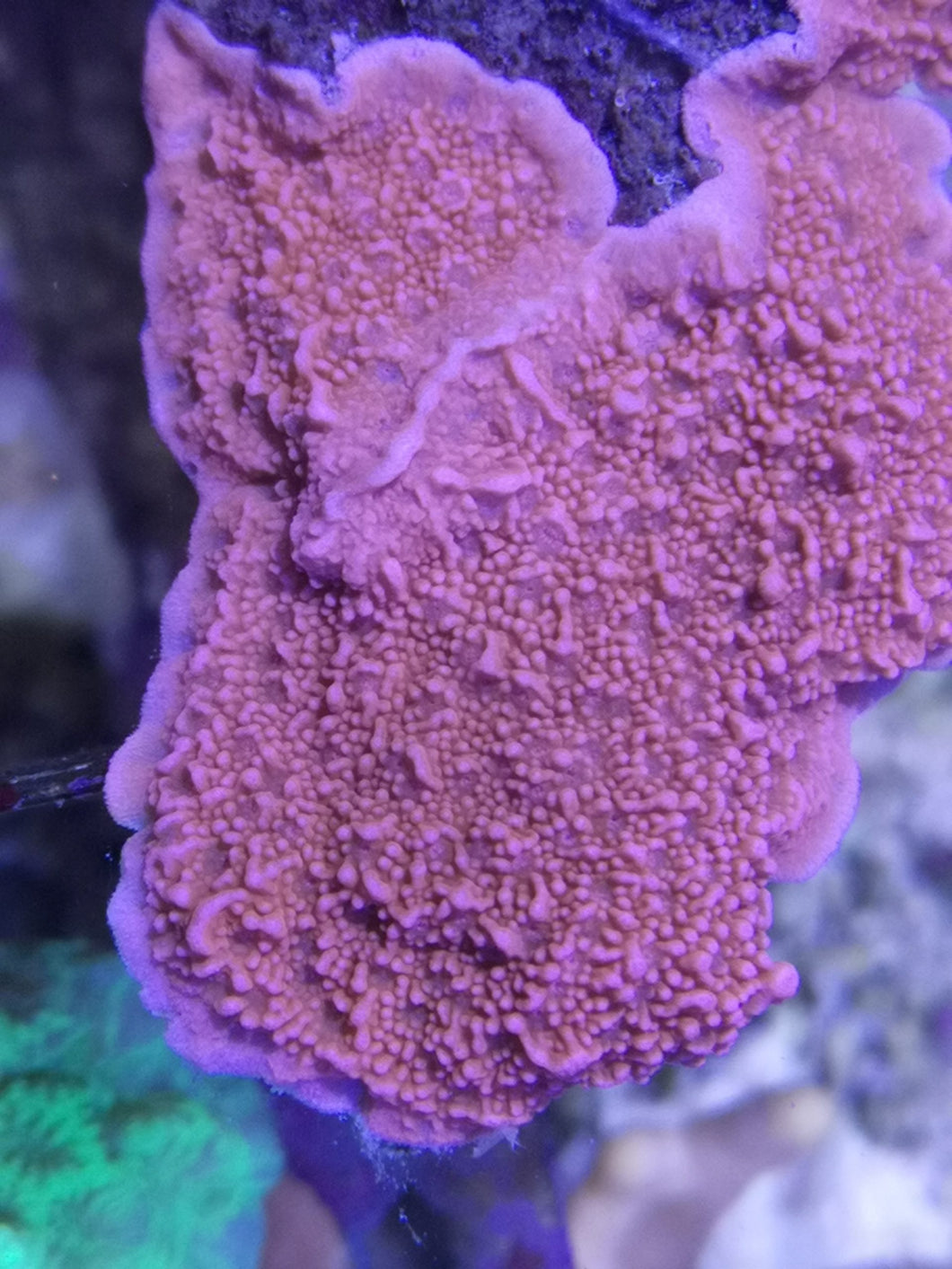 Montipora Sp. rot
