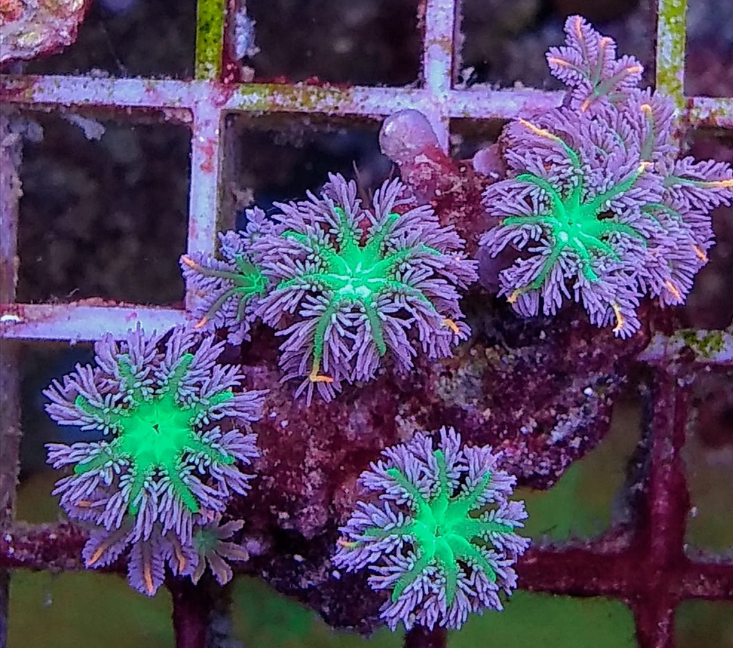 Clavularia viridis tricolor