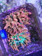 Lade das Bild in den Galerie-Viewer, Quadricolor Sunburst Kupferanemone
