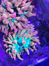 Lade das Bild in den Galerie-Viewer, Quadricolor Sunburst Kupferanemone
