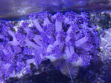 Lade das Bild in den Galerie-Viewer, Goniopora lila lange Polypen
