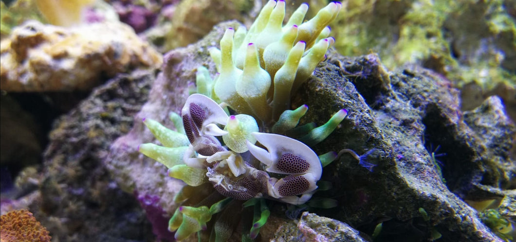 Neopetrolisthes maculatus
