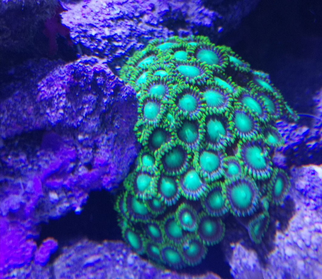 Zoanthus 