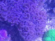 Lade das Bild in den Galerie-Viewer, Euphyllia Ancora Hammerkoralle
