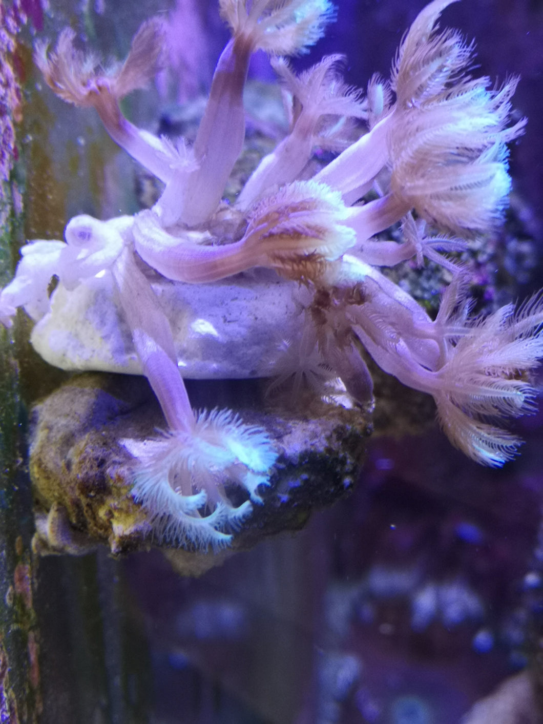 Anthelia Straussenkoralle Golden Tips