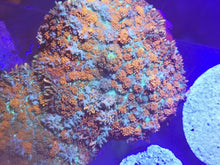 Lade das Bild in den Galerie-Viewer, Rhodactis spec. Scheibenanemone A- Grade – Bluish red
