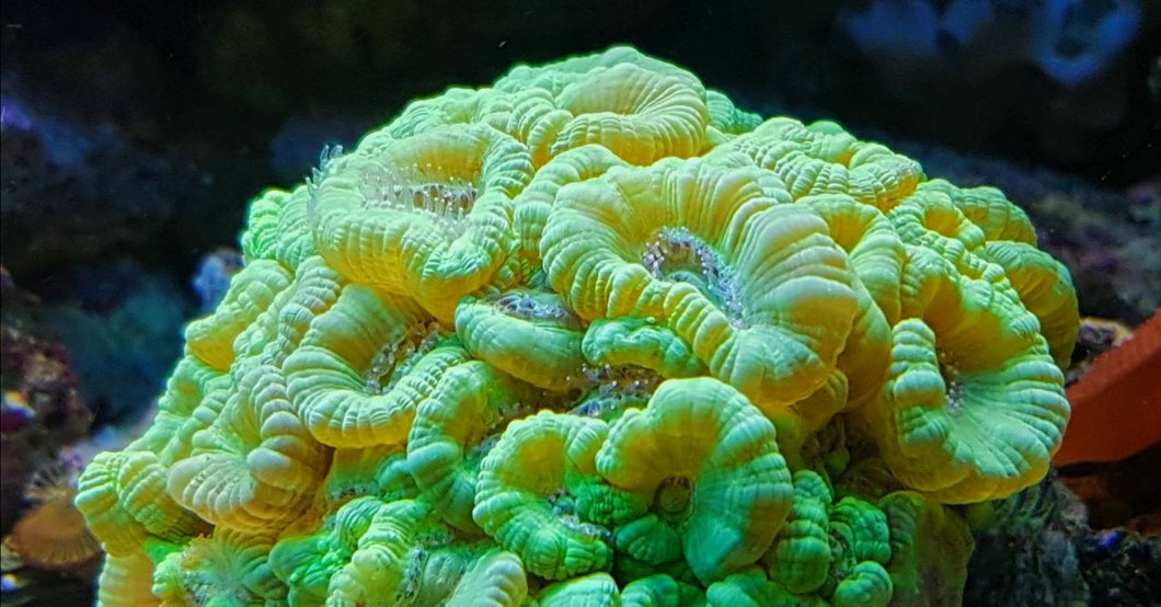Caulastrea furcata