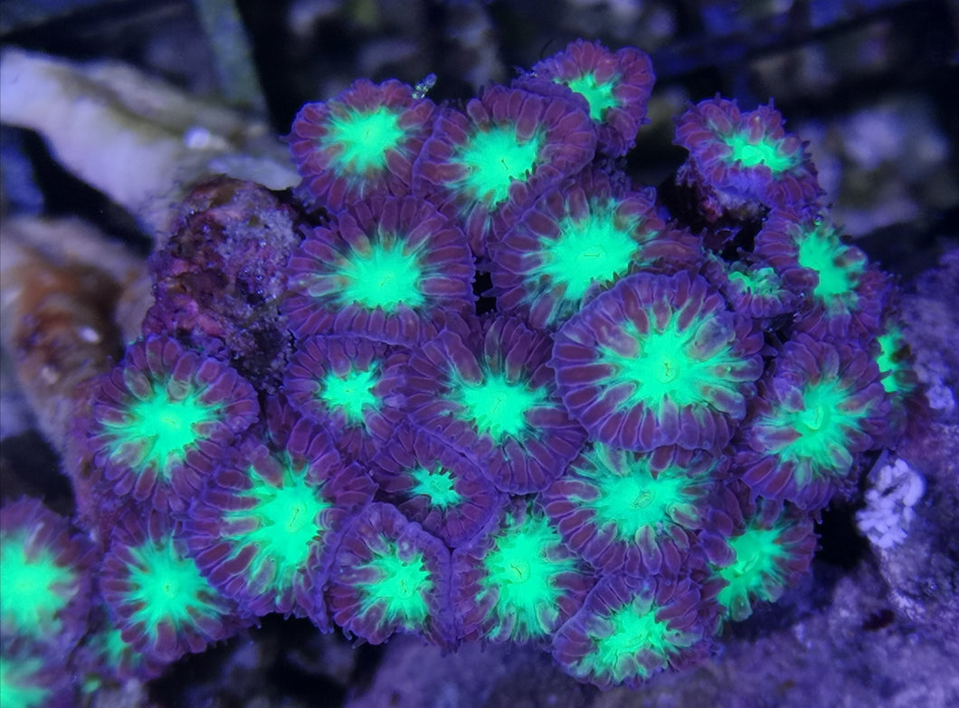 Blastomussa merleti