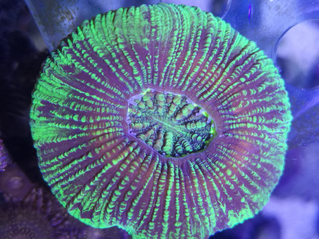 Trachyphyllia