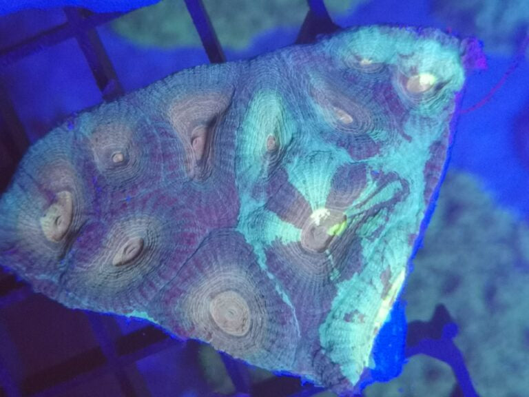 Acanthastrea Echinata