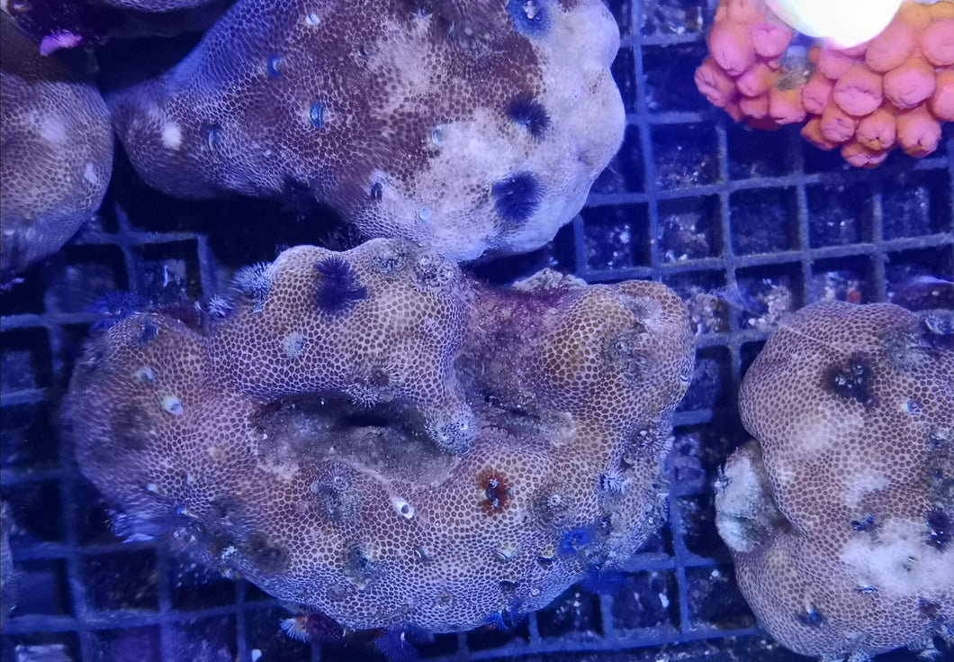 Porites Multicolor