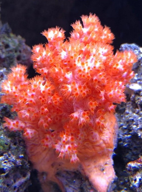 Dendronephthya sp. Weichkoralle