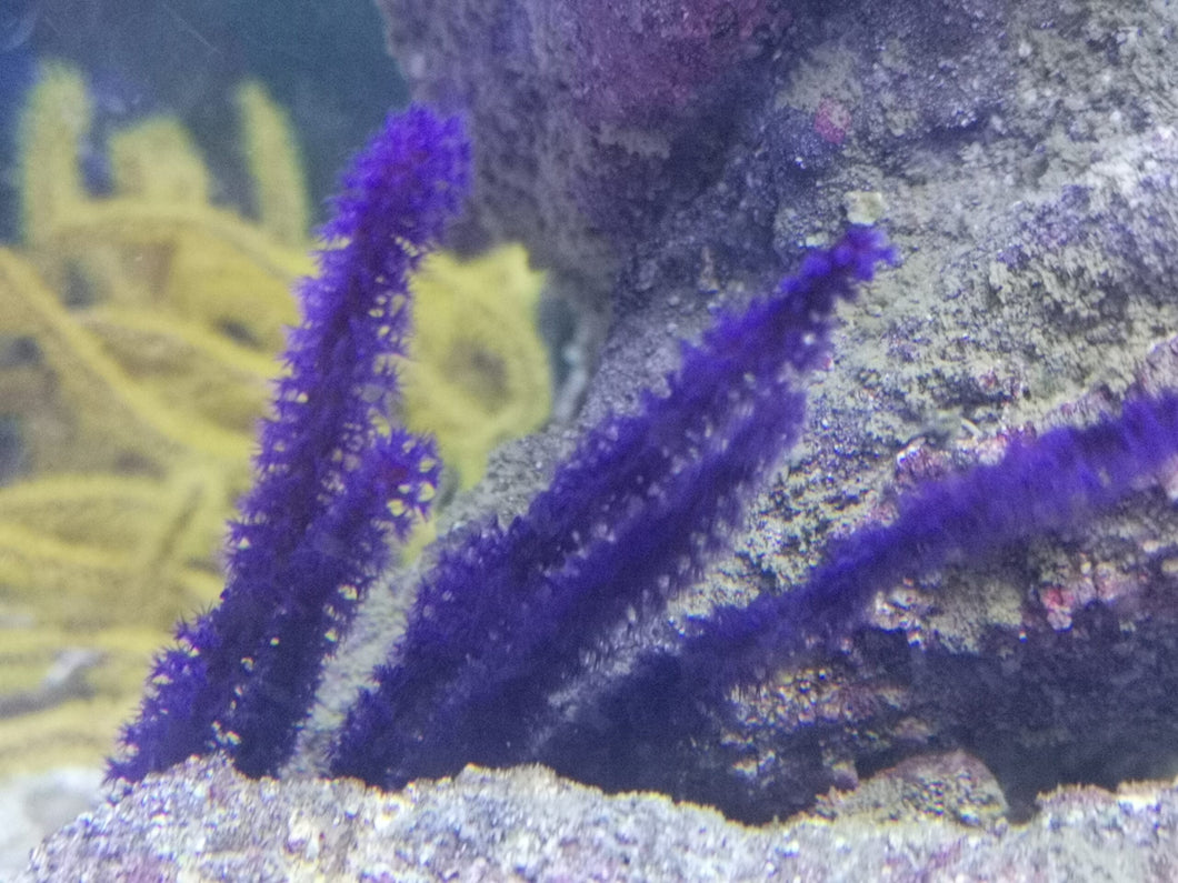 Menella sp. Lila