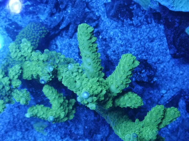 Acropora Enzmann