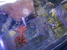 Lade das Bild in den Galerie-Viewer, Amphiprion percula platinum Paar
