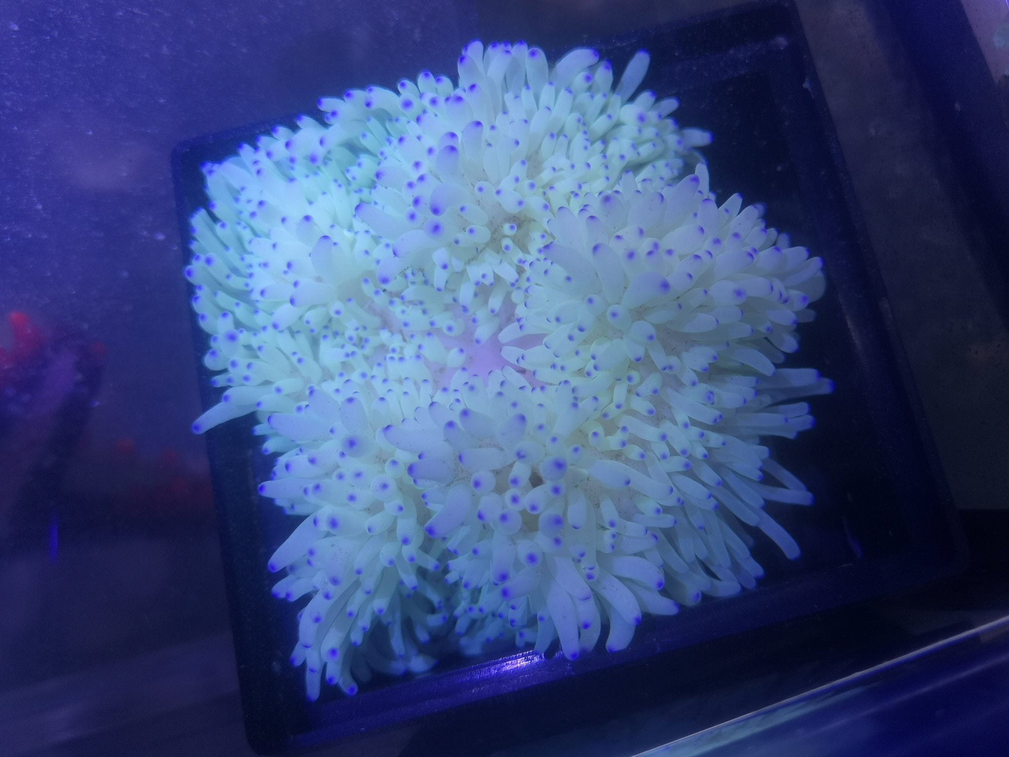 Heteractis Sebae Heteractis crispa Lederanemone Sebae Anemone – NWM-Riff