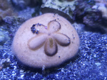 Lade das Bild in den Galerie-Viewer, Clypeaster humilis Sanddollar
