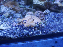 Lade das Bild in den Galerie-Viewer, Clypeaster humilis Sanddollar
