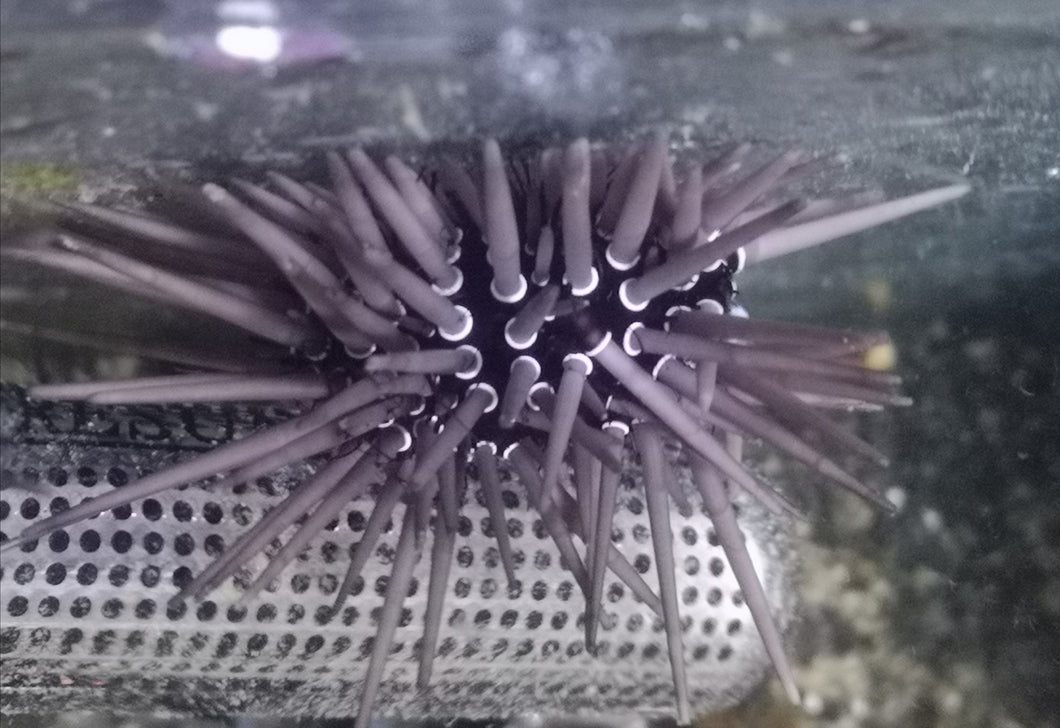 Echinometra mathaei Riffdach-Bohrseeigel
