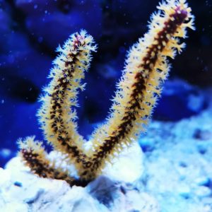 Menella Sp. Gelbe Gorgonie