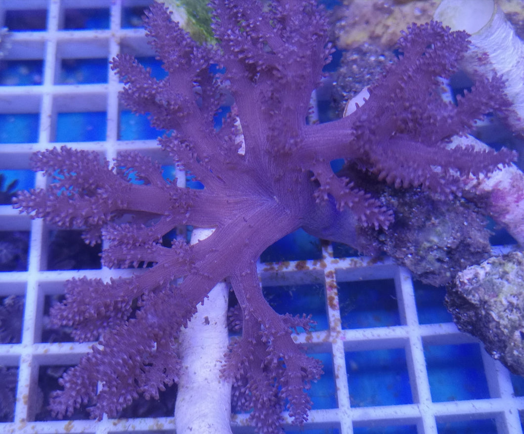 Klyxum simplex Schleimige Weichkoralle