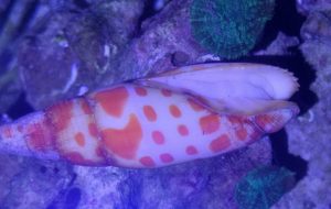 Mitra Mitra Schnecke rot Borstenwurmfresser