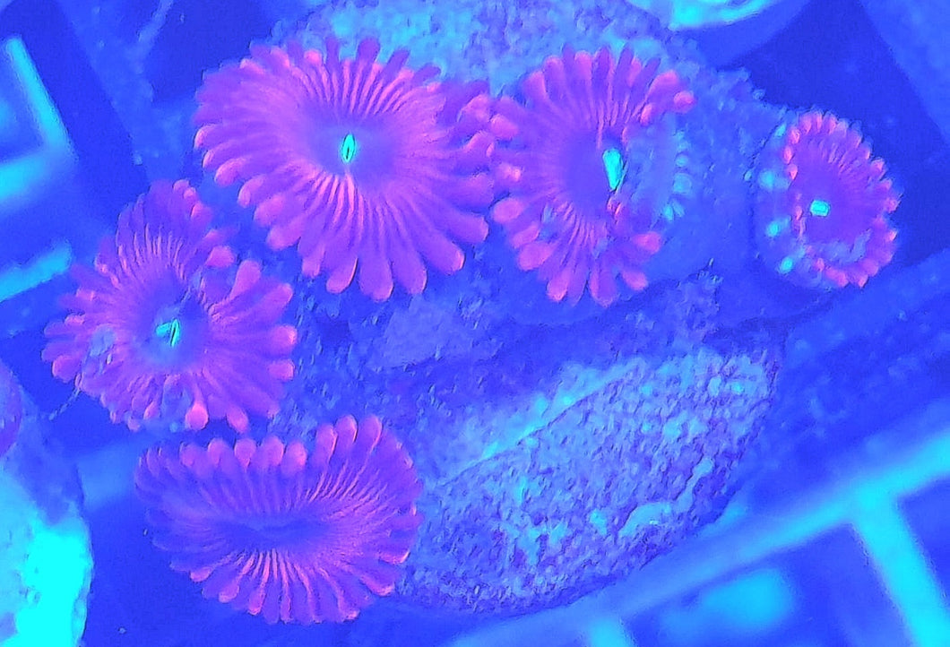 Zoanthus 