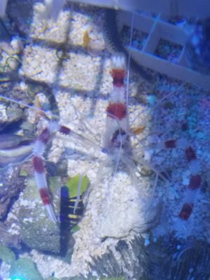 Stenopus hispidus Gebänderte Scherengarnele