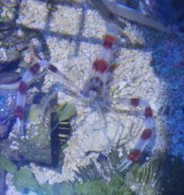 Lade das Bild in den Galerie-Viewer, Stenopus hispidus Gebänderte Scherengarnele
