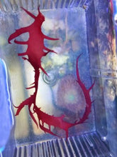 Lade das Bild in den Galerie-Viewer, Halymenia durvillei Rotalge
