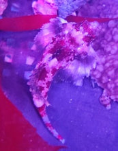Lade das Bild in den Galerie-Viewer, Synchiropus stellatus/marmoratus – Stern-Mandarinfisch/Leierfisch Paar
