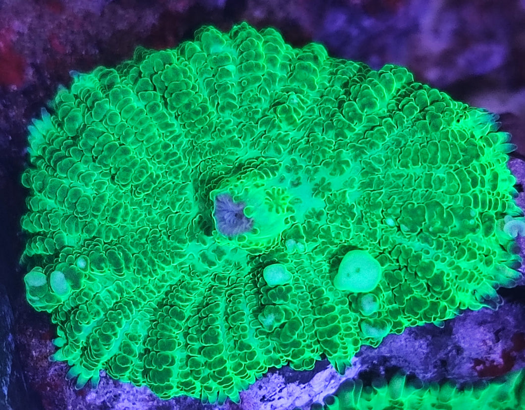 Discosoma sp. Ultra green