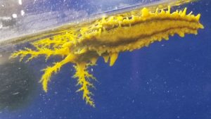 Colochirus robustus