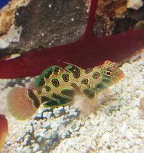 Lade das Bild in den Galerie-Viewer, Synchiropus picturatus LSD Mandarin-Fisch Männchen
