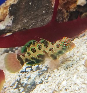 Synchiropus picturatus LSD Mandarin-Fisch Männchen