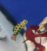 Lade das Bild in den Galerie-Viewer, Synchiropus picturatus LSD Mandarin-Fisch Männchen
